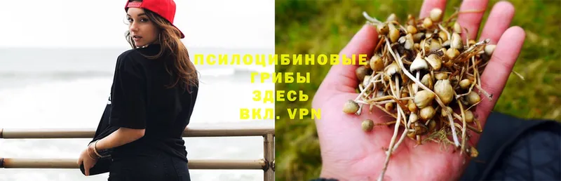 Псилоцибиновые грибы MAGIC MUSHROOMS  это клад  Сковородино 